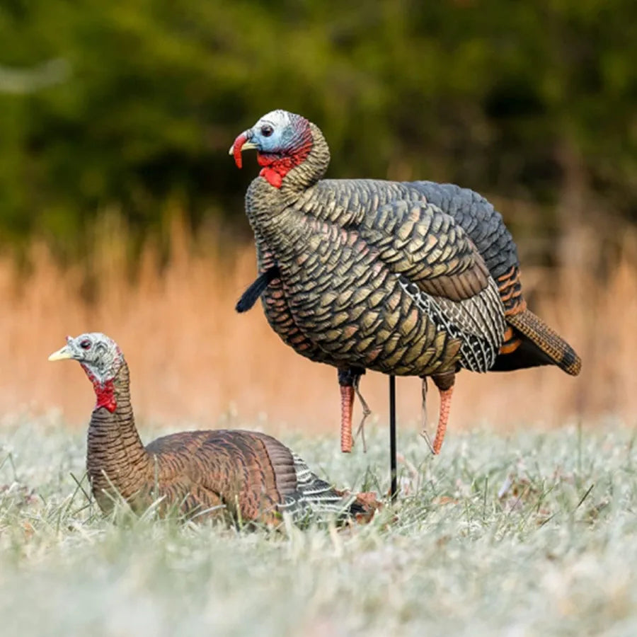 Avian-X HDR Jake Turkey Decoy with 2 Removable Heads
