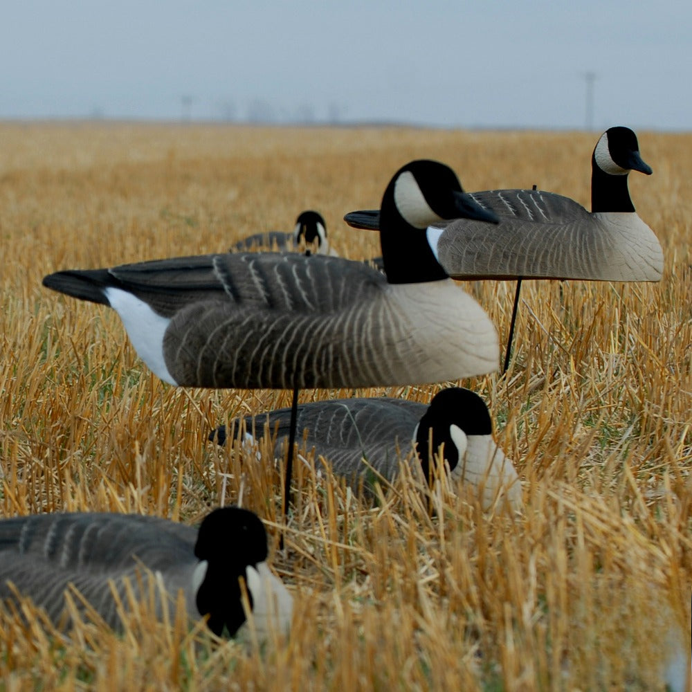 Durable Shell Decoys for Outdoor Wildlife Control 12 Pack