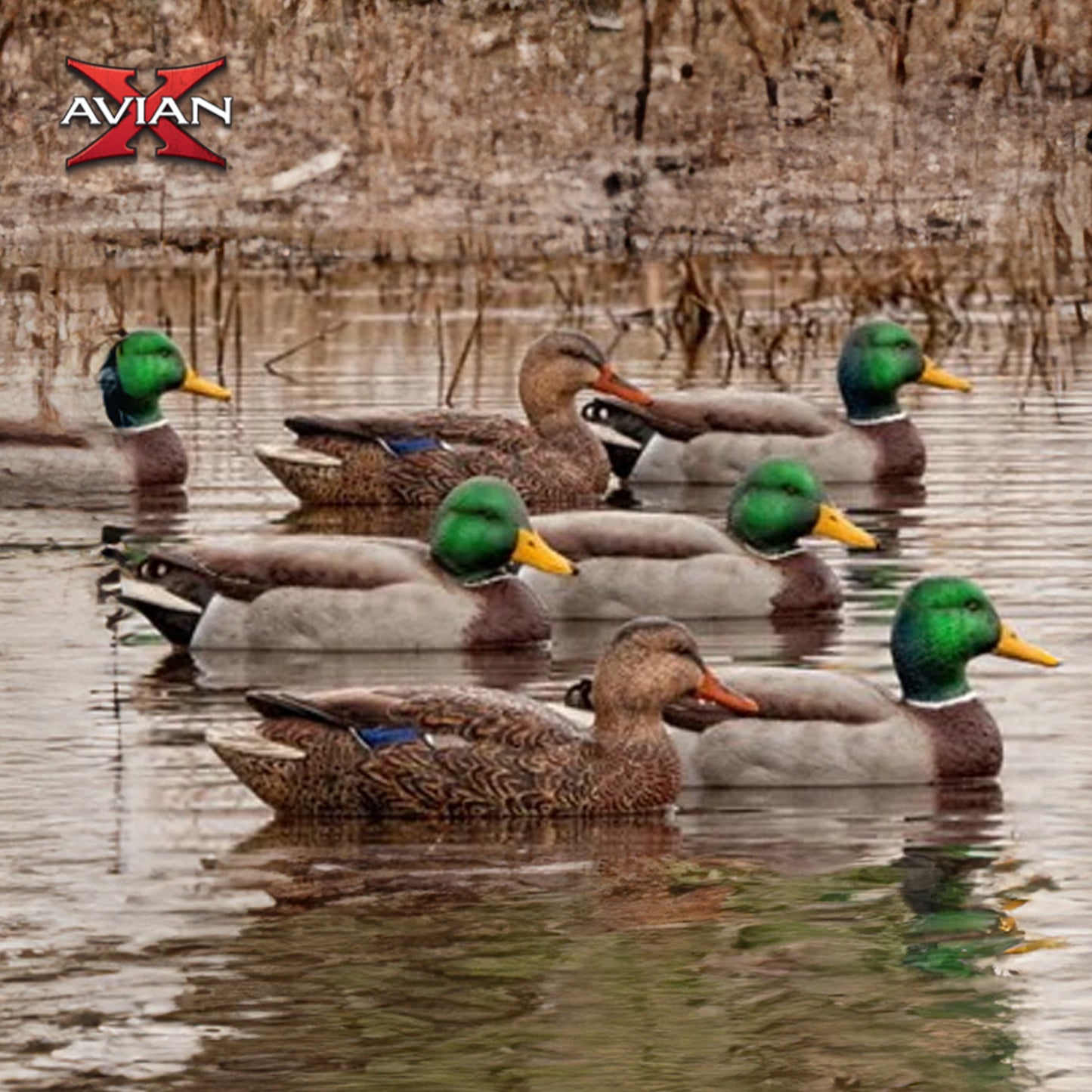 AVIAN-X Top Flight Open Water Mallard Duck Decoys 6 Pack