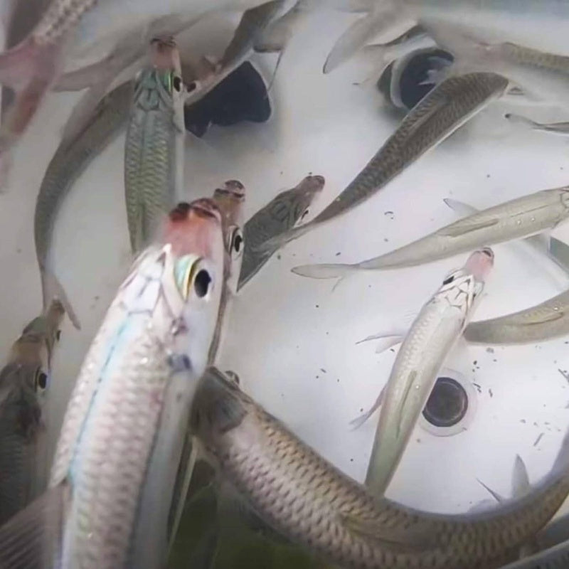 Seaguar S650E #6 Fluorocarbon Sabiki Rig - 6-Hook Pre-Assembled Saltwater/Freshwater Fishing Lure with Color-Changing Invisible Lines, Heavy/Durable for Bass, Trout, Pike, Walleye, Catfish, Minnow Baits (Compatible with Sabik