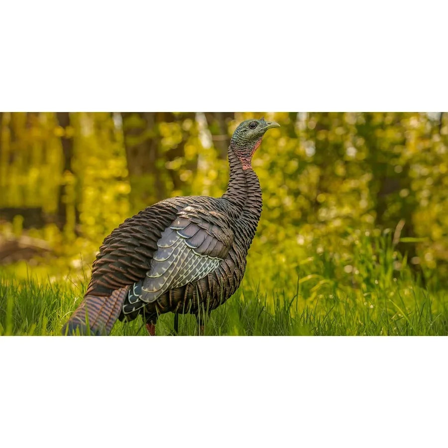 Avian X HDR Hen Turkey Decoy Realistic Standing Hunting