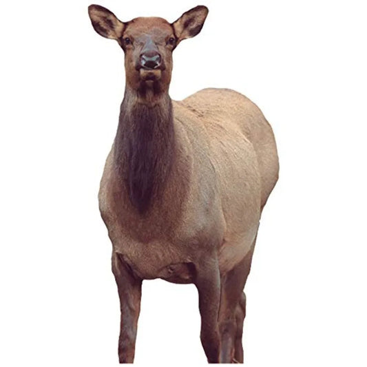 Montana Decoy Eichler Elk Lifelike Hunting Decoy Field Use