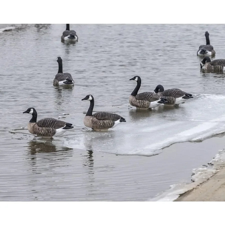 Heyday Canada Goose Floater Hunting Decoys 4 Pack HydroFoam