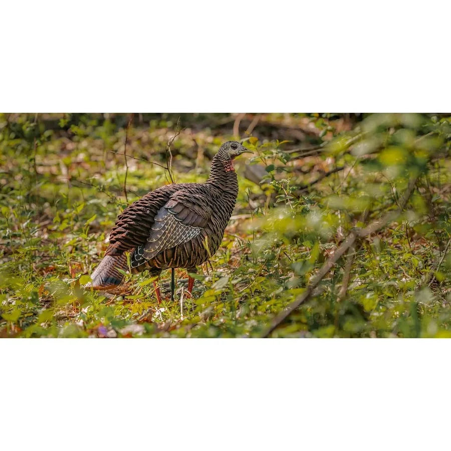 Avian X HDR Hen Turkey Decoy Realistic Standing Hunting