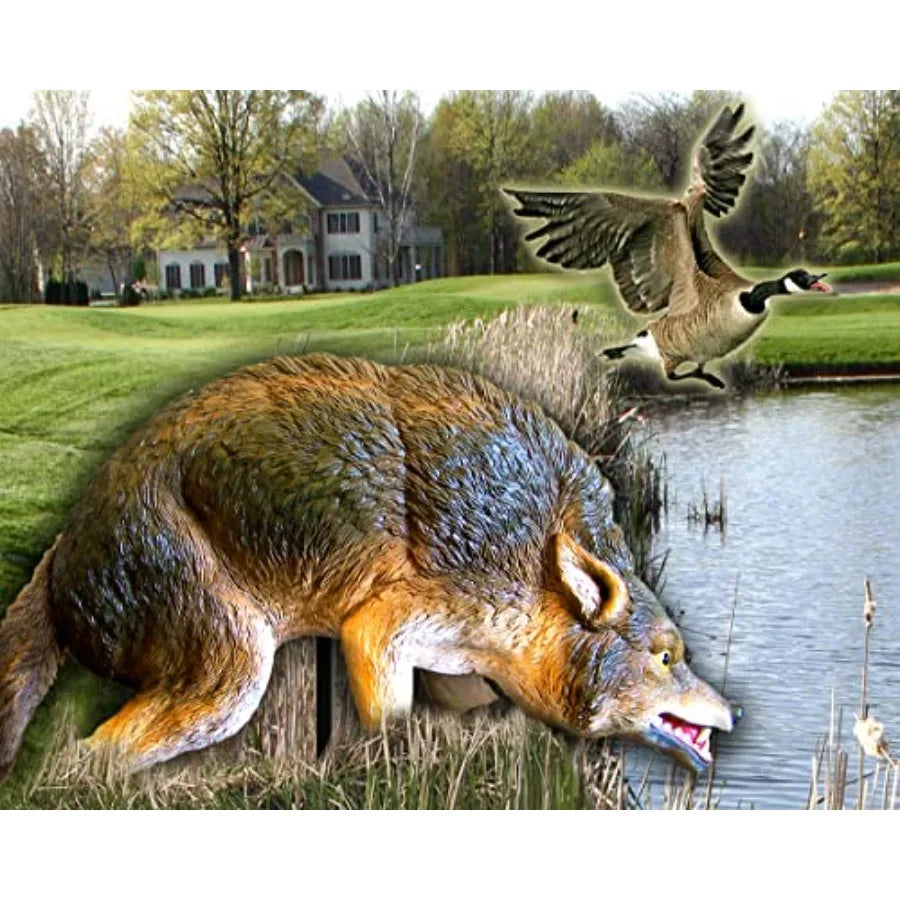 High Concerned Chemical 3D Coyote Decoy With Moving Tail And Realistic Markings