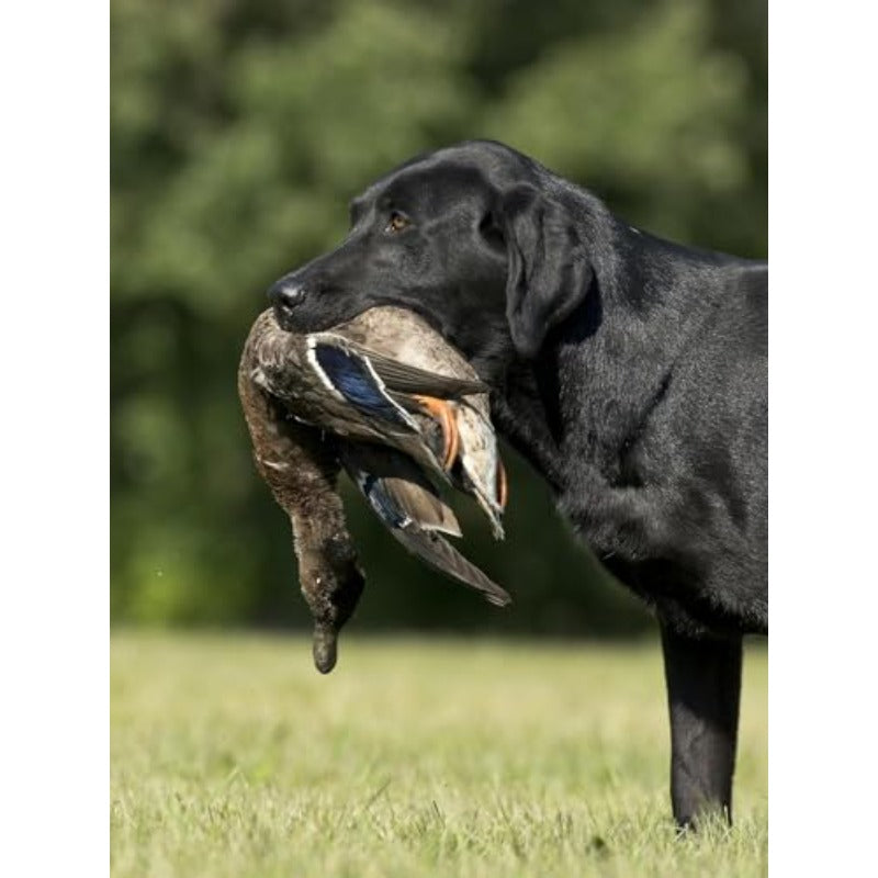 Ultimate Scented Realistic Duck Dummy For Gundog Training