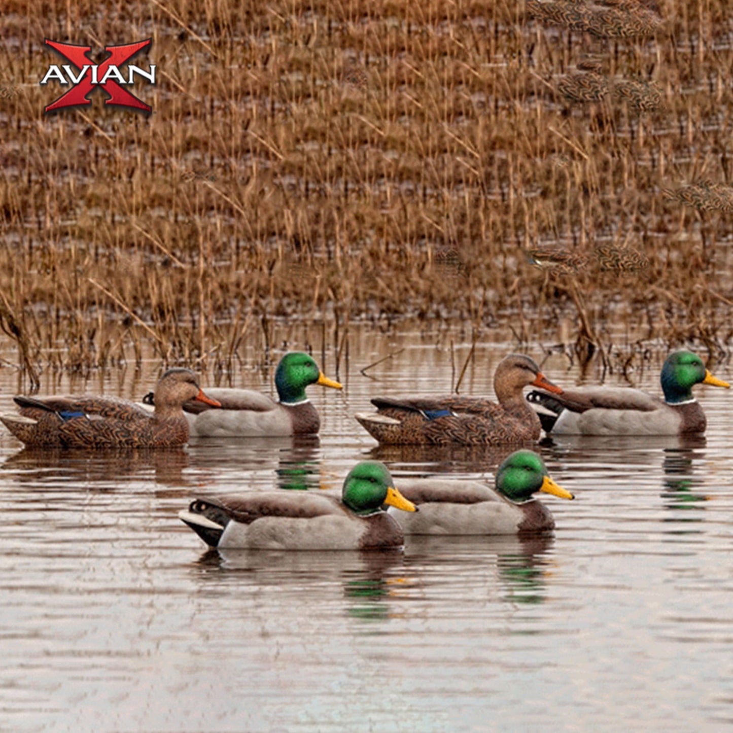 AVIAN-X Top Flight Open Water Mallard Duck Decoys 6 Pack
